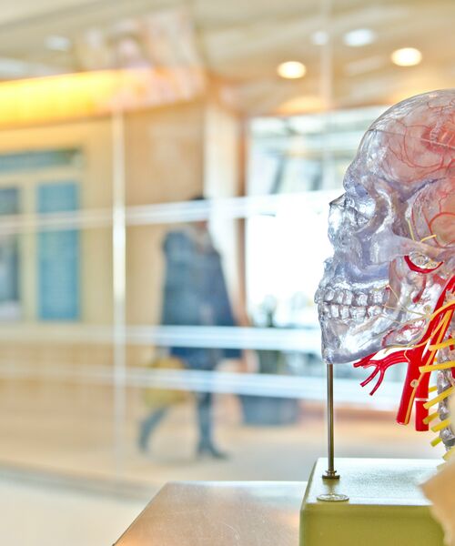 Ein transparentes anatomisches Modell eines menschlichen Schädels mit sichtbaren Nerven und Gefäßen steht im Vordergrund, im Hintergrund geht eine Person durch einen hellen Flur.
